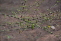 Cajanus cajanifolius